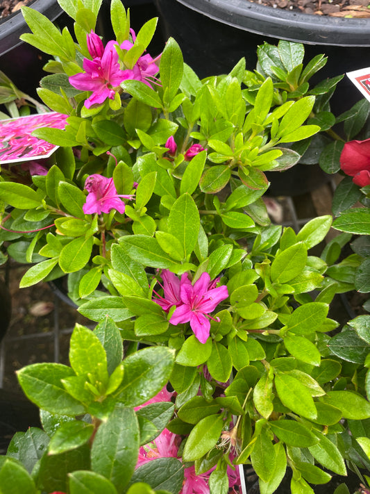 Azalea 'Hatsugiri'