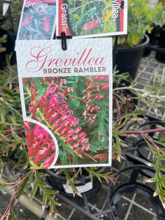 Grevillea 'Bronze Rambler' - Bronze Foliage Groundcover