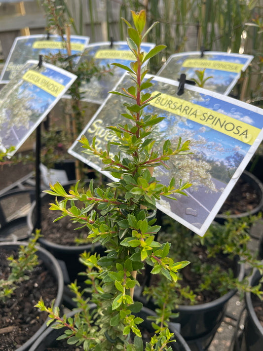 Bursaria spinosa