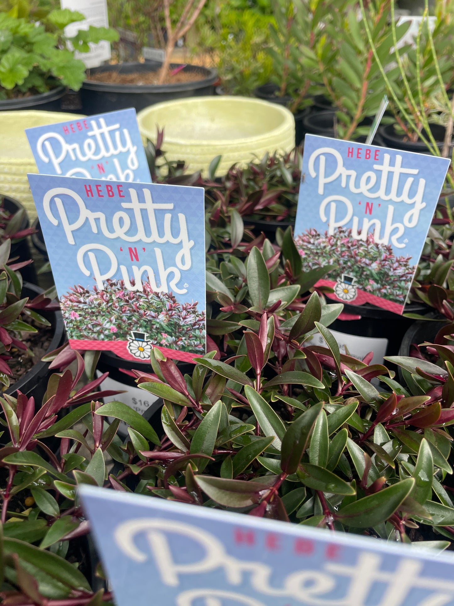 Hebe 'Pretty in Pink'