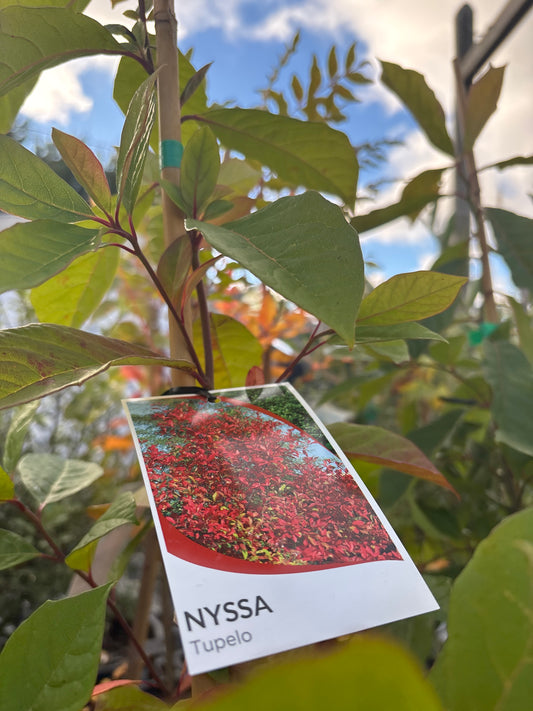 Nyssa sylvatica - Tupelo / Black Gum