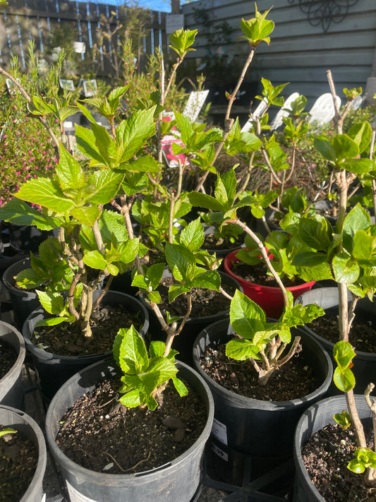 Hydrangea macrophylla