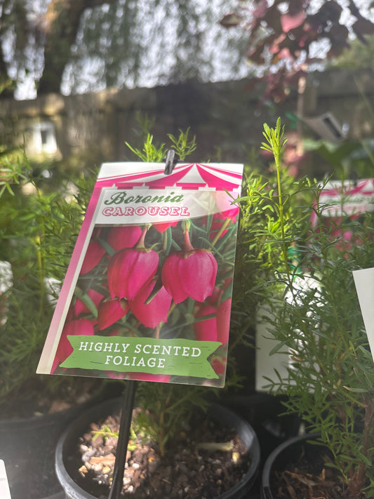 Boronia heterophylla x molloyae 'Carousel' - Boronia