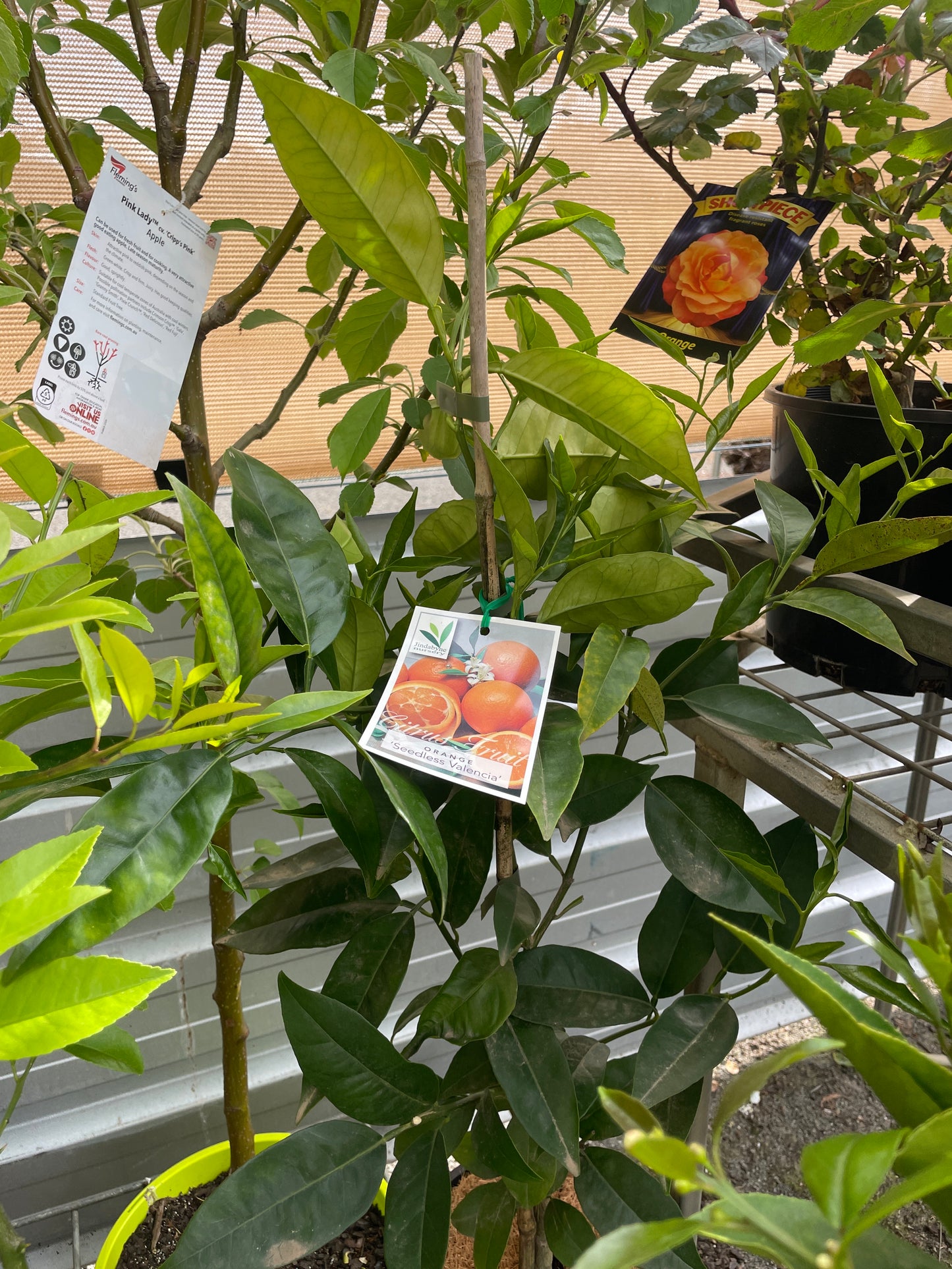 Citrus 'Valencia Seedless' Orange 200mm