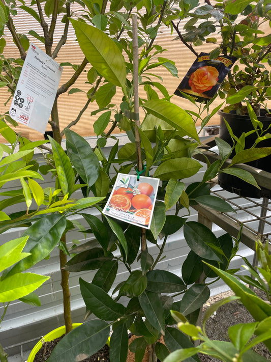 Citrus 'Valencia Seedless' Orange 200mm