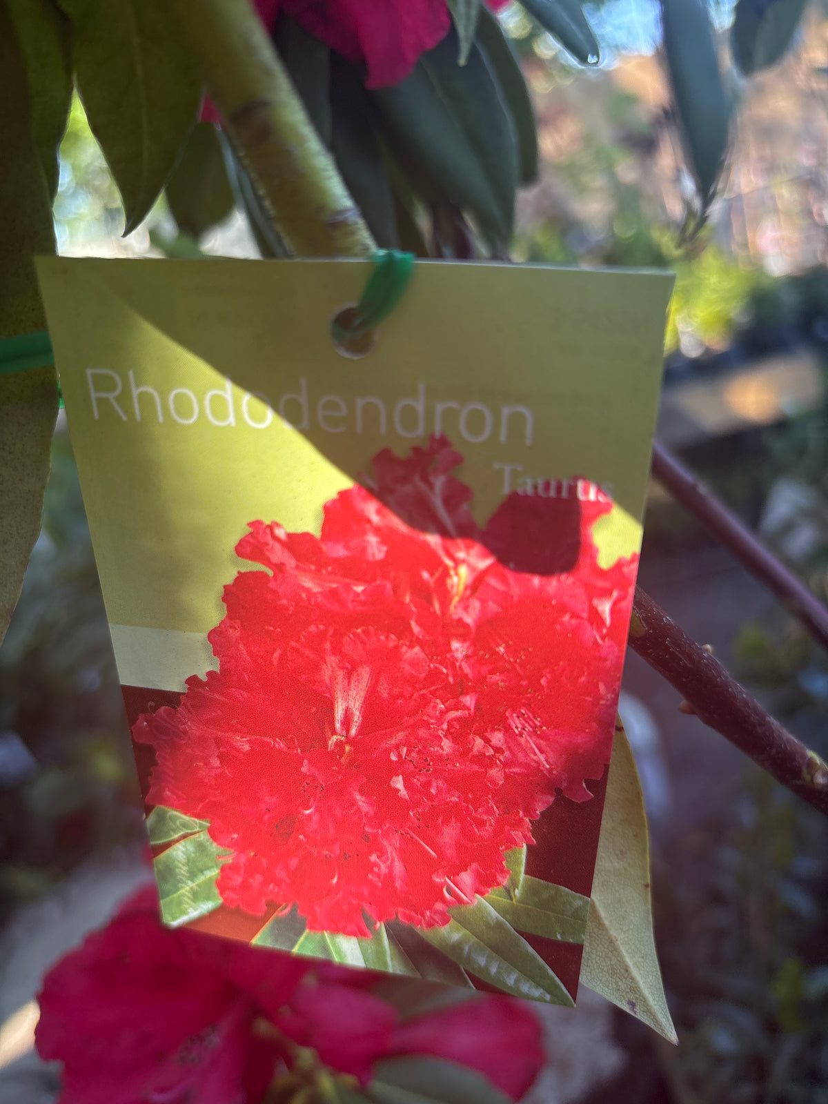 Rhododendron ‘Taurus’ | Cherry-red Flowering Evergreen Shrub