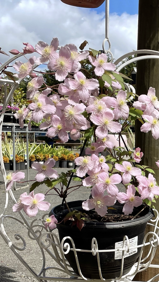 Clematis montana 'Rubens' - Pink Mountain Clematis