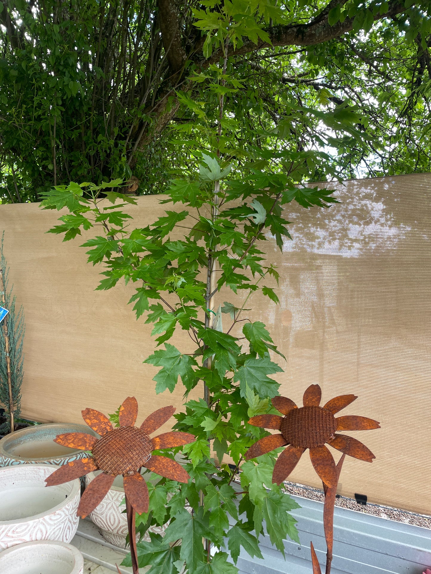 Acer × freemanii 'Jeffersred' 330mm