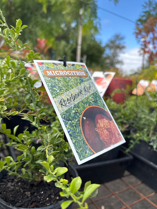 Citrus australasica FINGER LIME 'Rosebank Red'