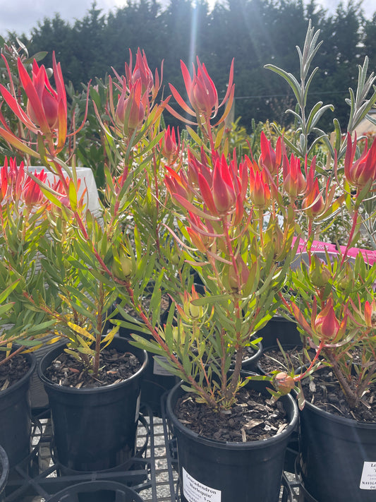 Leucadendron 'Harlequin'