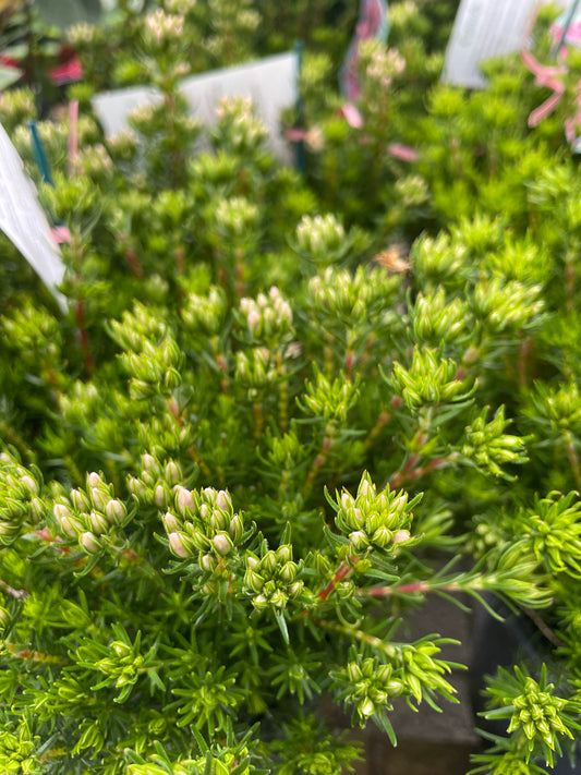 Erica 'Candy'
