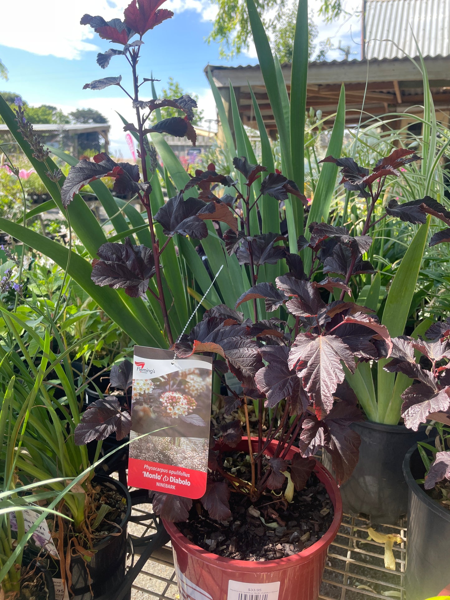 Physocarpus opulifolius 'Monlo' (Diabolo)