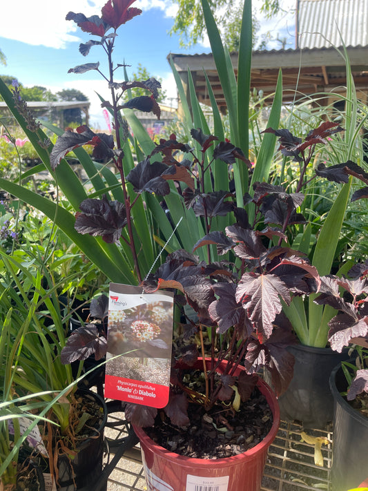 Physocarpus opulifolius 'Monlo' (Diabolo)