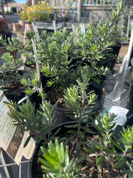 Westringia mundi - Mundi Westringia