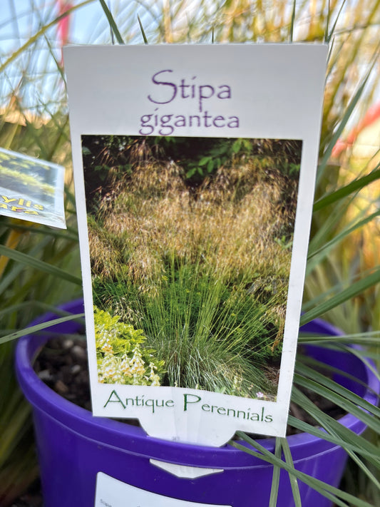 Stipa gigantea | Giant Oat Grass