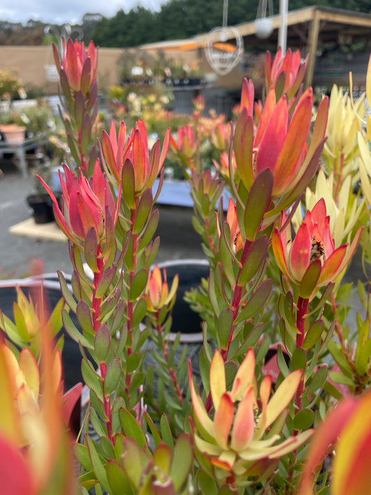 Leucadendron 'Baby Bouquet'