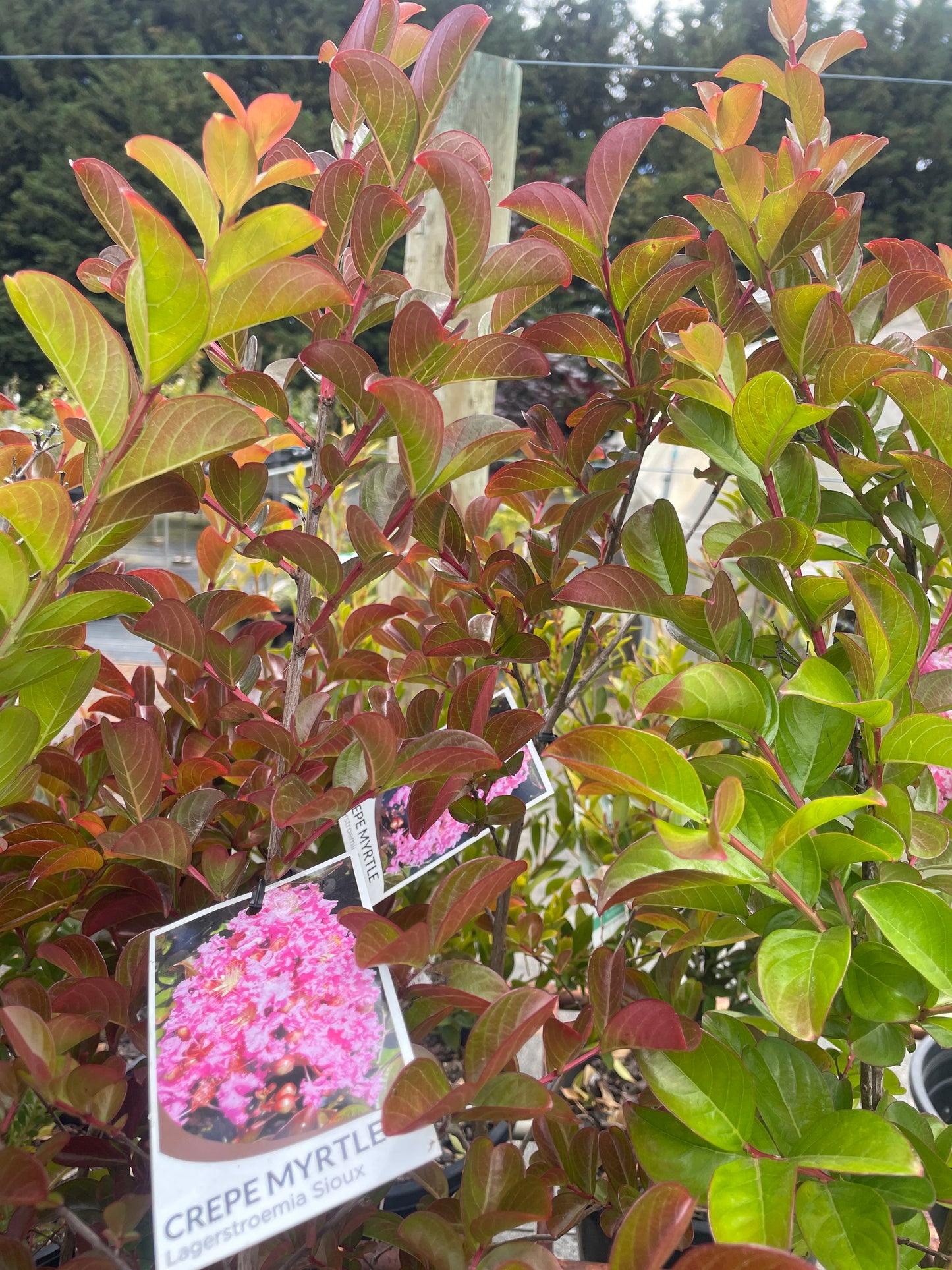 Lagerstroemia 'Sioux'