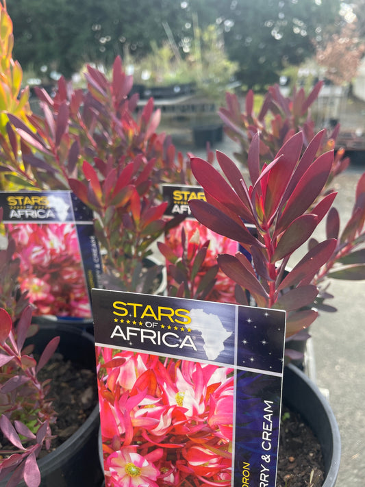 Leucadendron 'Strawberries and Cream'