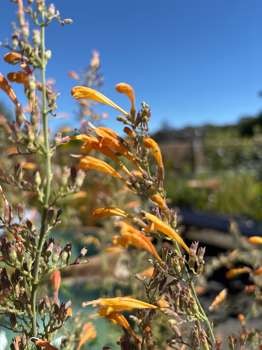 Agastache 'Apricot Sprite'