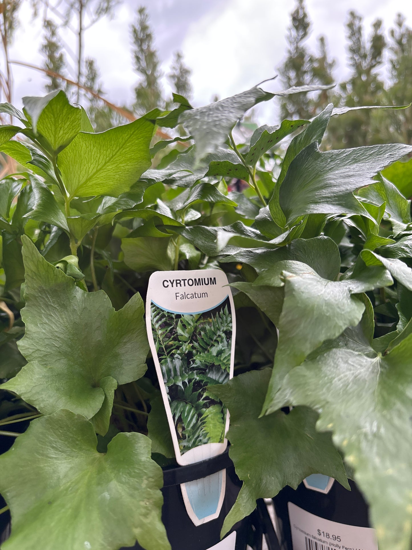Cyrtomium falcatum (Holly Fern)