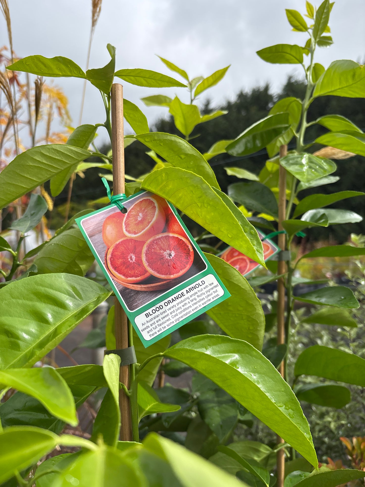 Citrus sinensis 'Arnold’ Blood Orange