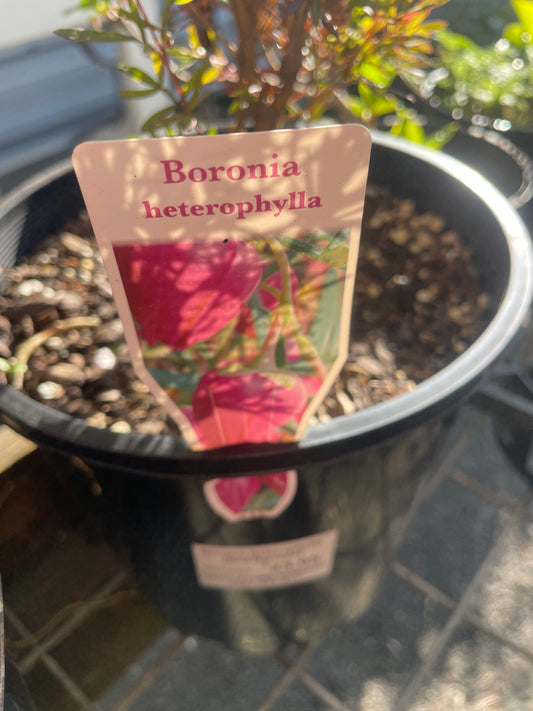Boronia heterophylla - Red Boronia