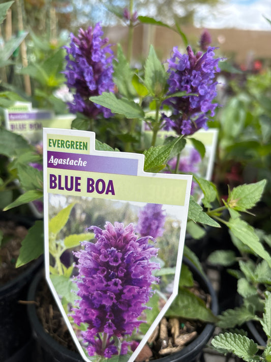Agastache 'Blue Boa' - Hummingbird Mint - Giant Hyssop