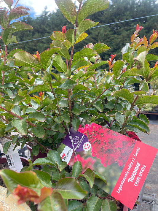 Lagerstroemia indica 'Tuscarora'