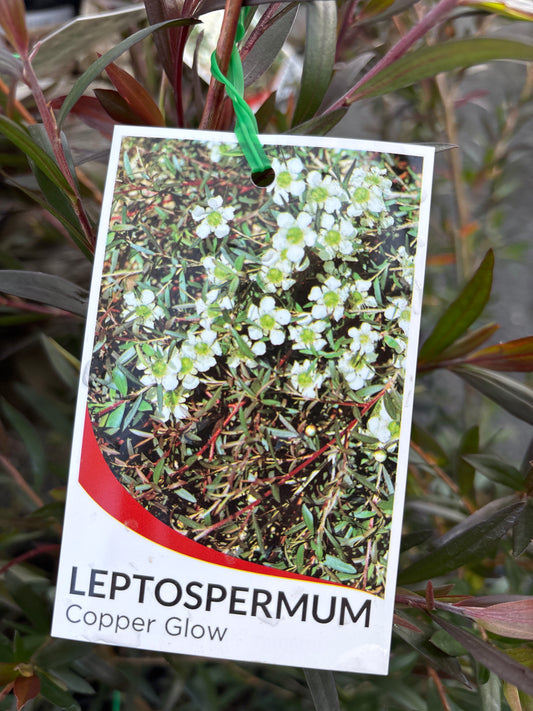 Leptospermum ‘Copper Glow’ | Copper-Leaved Tea Tree