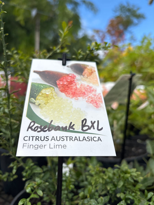 Citrus 'BXL' Finger Lime