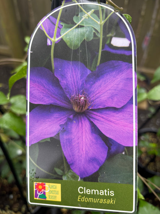 Clematis 'Edomurasaki' - Deep Purple Large-Flowered Clematis - Climber