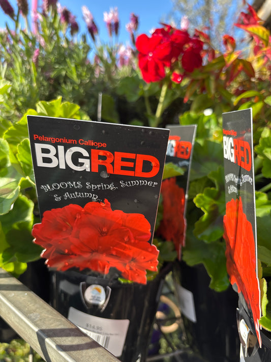 Pelargonium ‘Calliope Big Red’ | Big Red Geranium