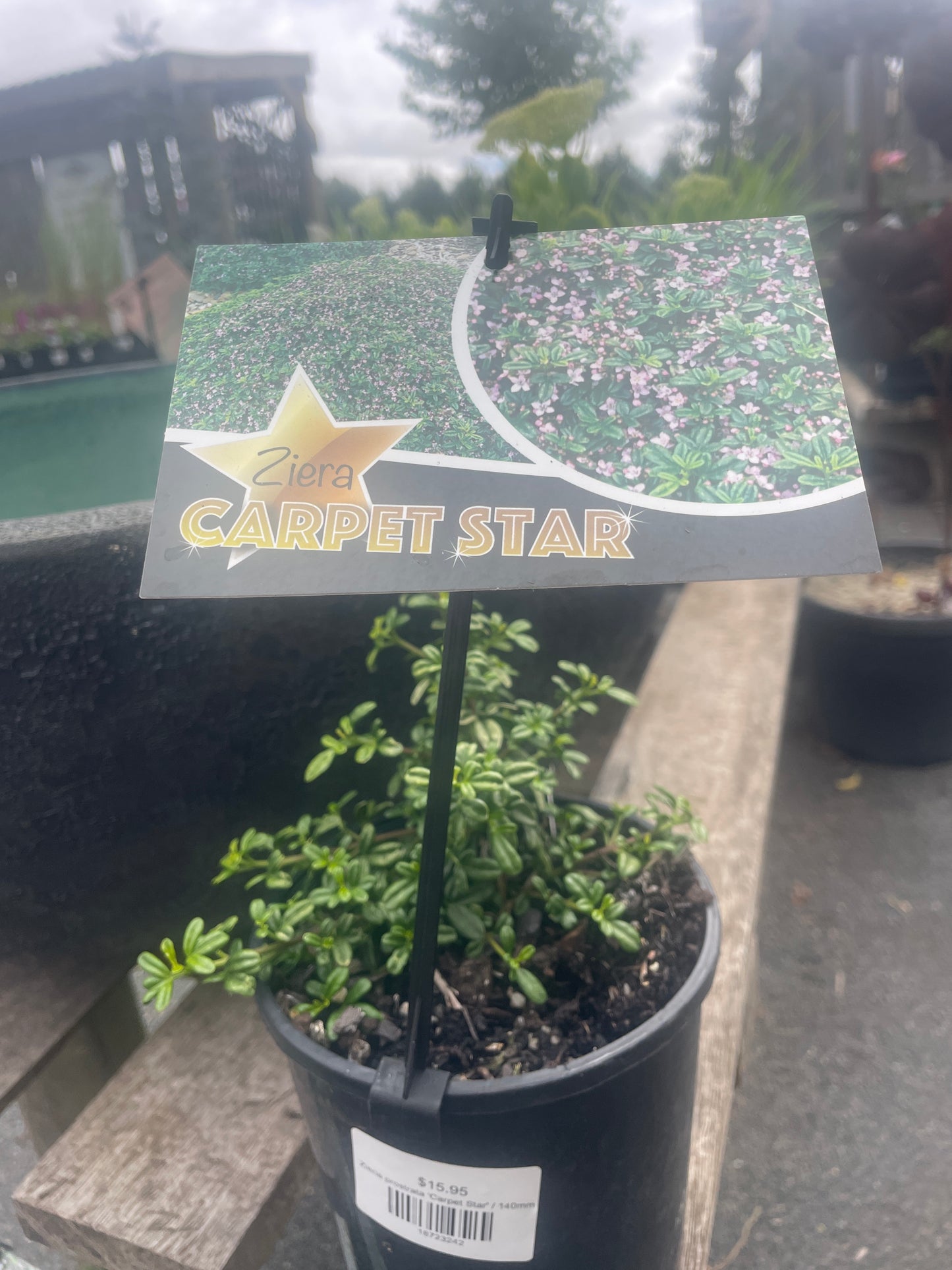 Zieria prostrata 'Carpet Star'