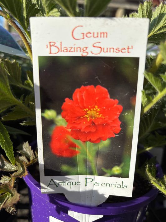 Geum ‘Blazing Sunset’ | Blazing Sunset Avens