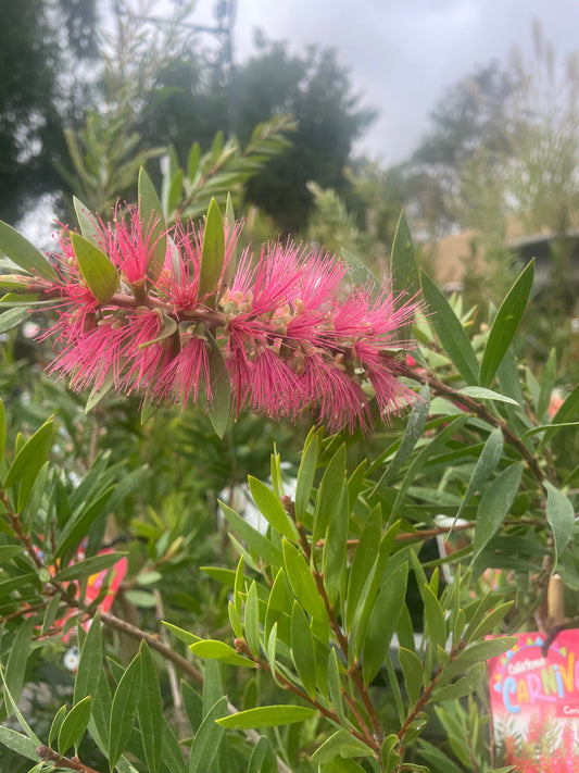 Callistemon 'Carnival Cerise Pink'