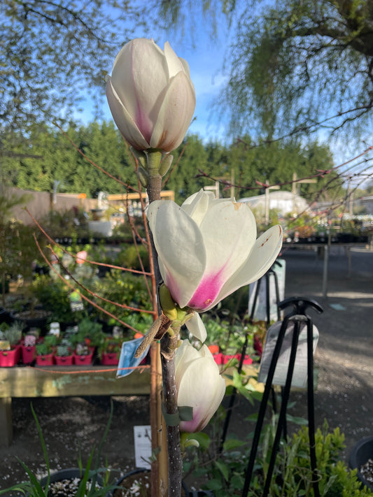 Magnolia 'Manchu Fan'
