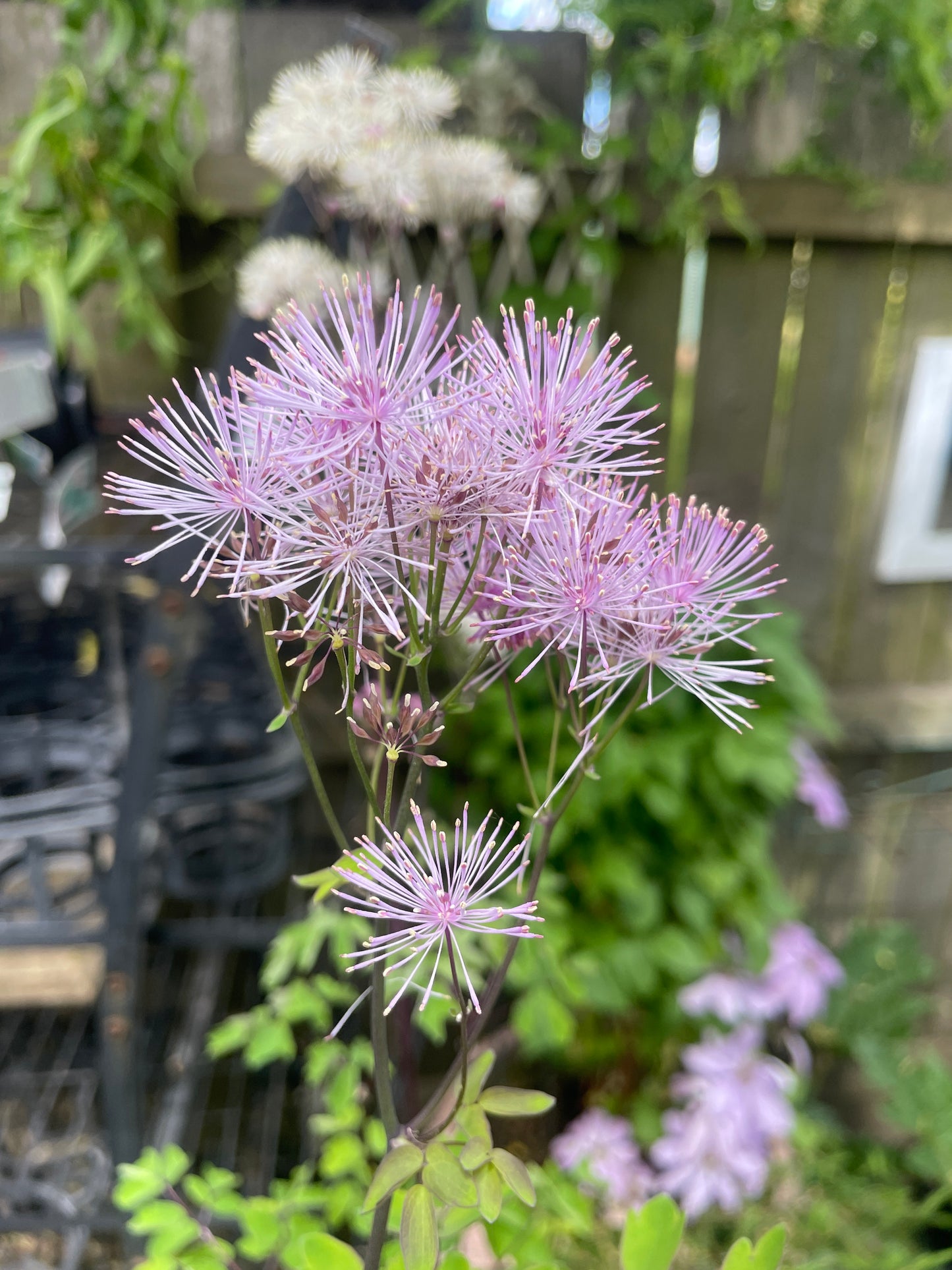 Thalictrum aquilegifolium - Nimbus pink - Meadow rue