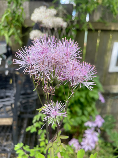 Thalictrum aquilegifolium - Nimbus pink - Meadow rue