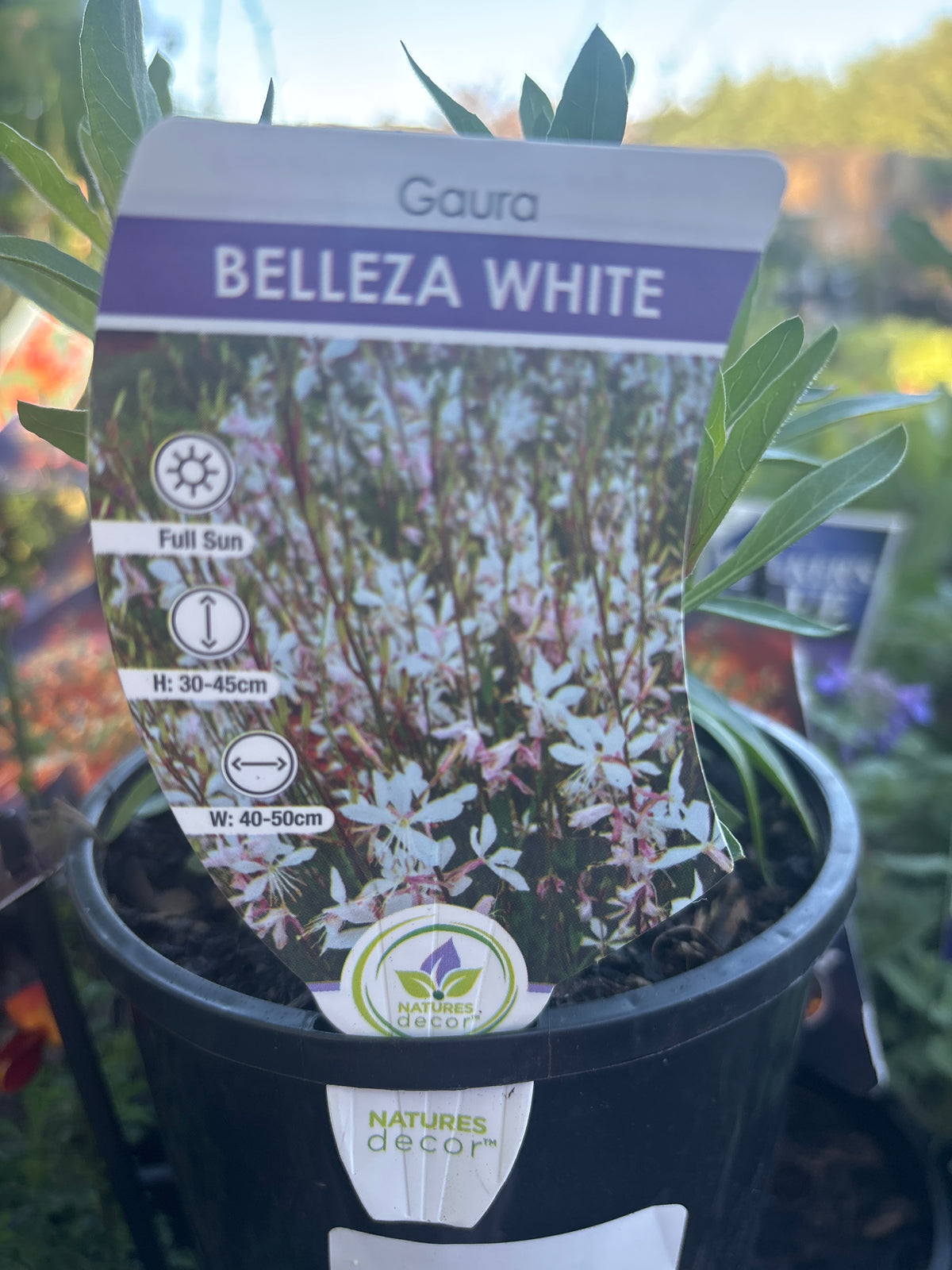 Gaura lindheimeri ‘Belleza White’ | White Gaura