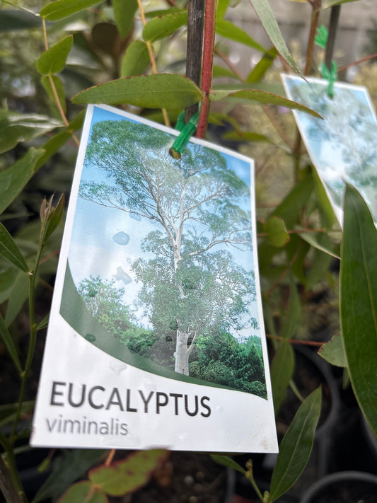 Eucalyptus viminalis - Manna Gum