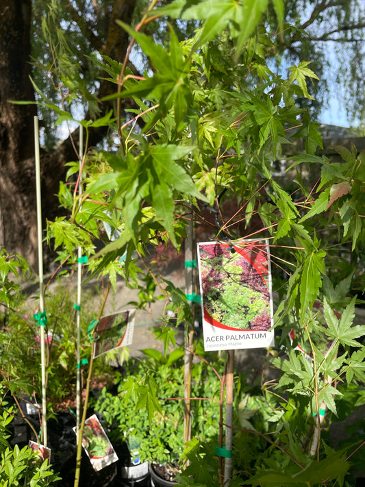Acer palmatum 140mm
