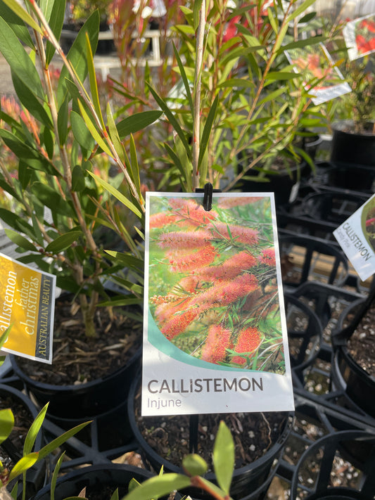 Callistemon 'Injune' - Injune Bottlebrush