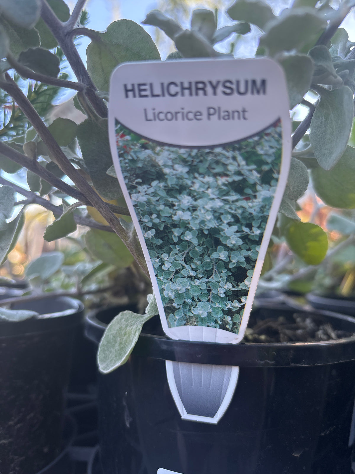 Helichrysum petiolare ‘Licorice’ | Licorice Plant