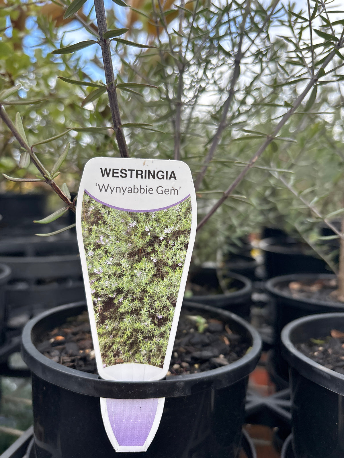 Westringia 'Wynabbie Gem'