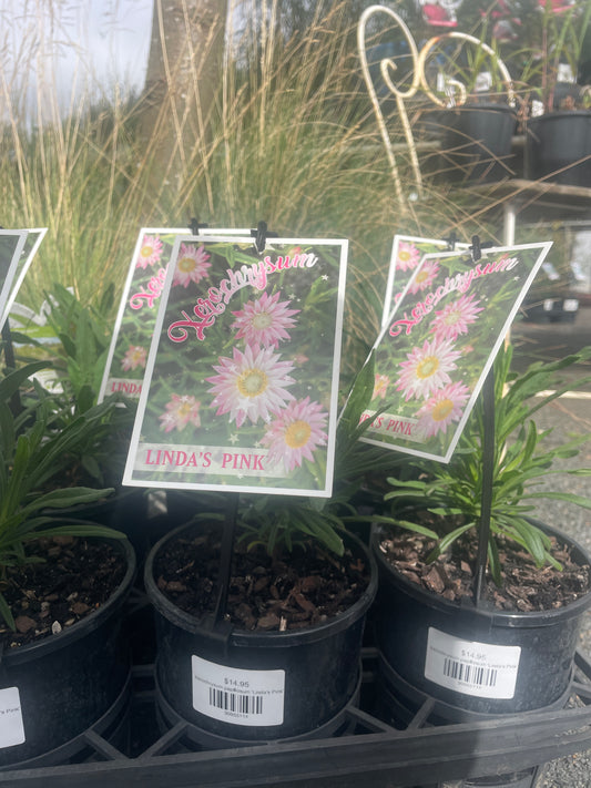 Xerochrysum papillosum 'Linda's Pink'