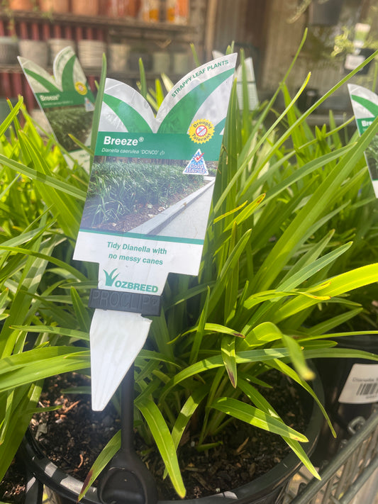 Dianella 'Breeze'