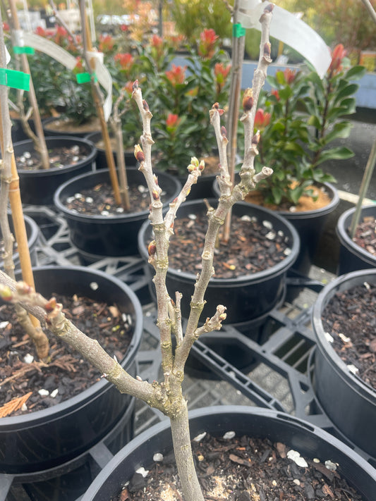 Wisteria floribunda 'Beni Fuji'