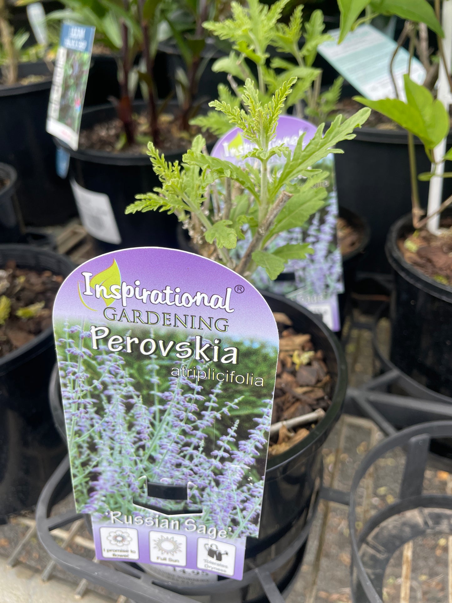 Perovskia atriplicifolia