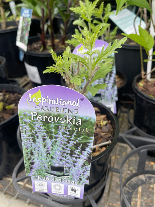 Perovskia atriplicifolia