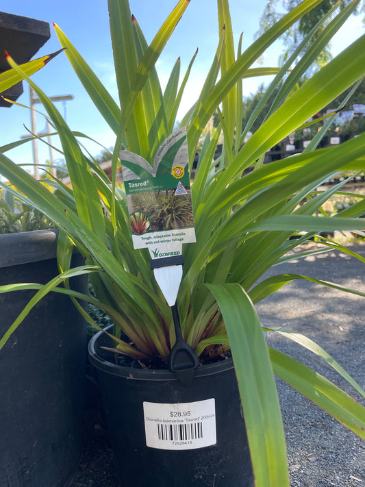 Dianella tasmanica 'Tasred' 200mm